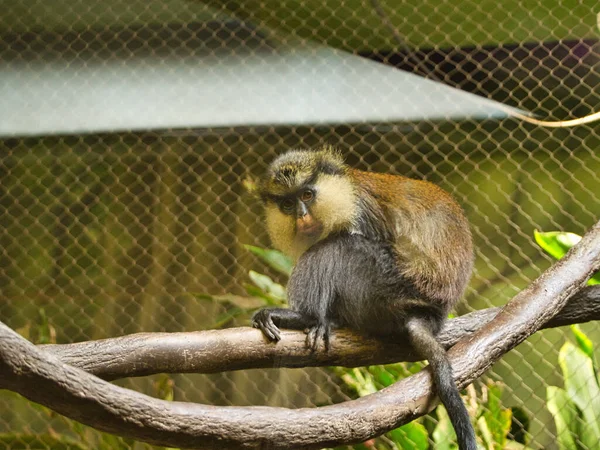 Знімок Чорної Мавпи Зоопарку Канзас Сіті Канзас Сіті — стокове фото