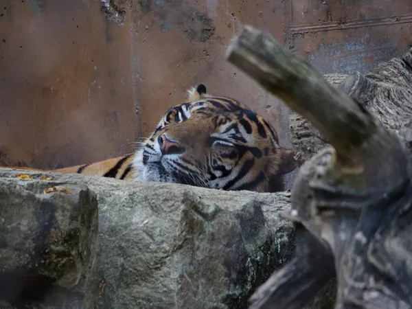 Tigre Zoológico Kansas City Kansas City Missouri — Foto de Stock