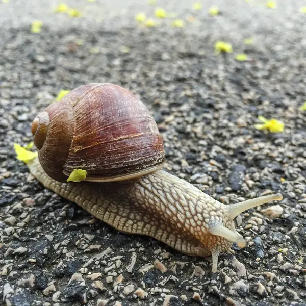 Closeup Shot Snail Ground Outdoors — Stock Photo, Image