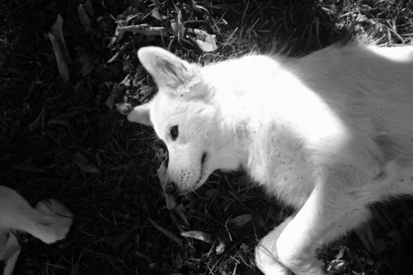 草の上に寝そべっている犬の灰色の上からの眺め — ストック写真
