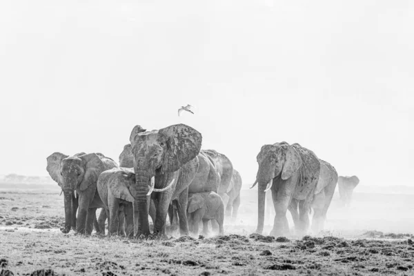 Troupeau Éléphants Marchant Dans Herbe — Photo