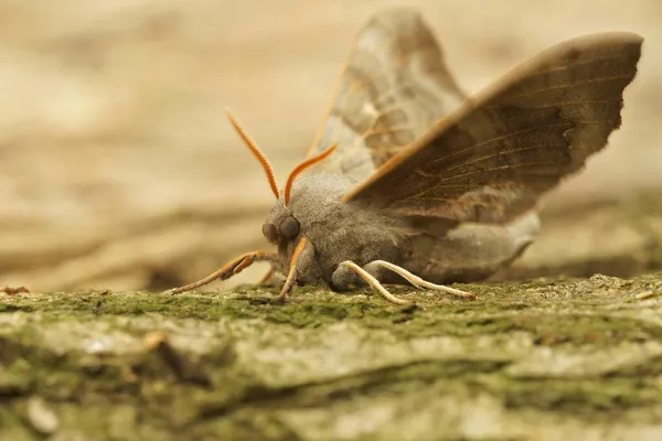 Closeup Poplar Hawk Moth Laothoe Populi Open Wings Piece Wood — Stock Photo, Image