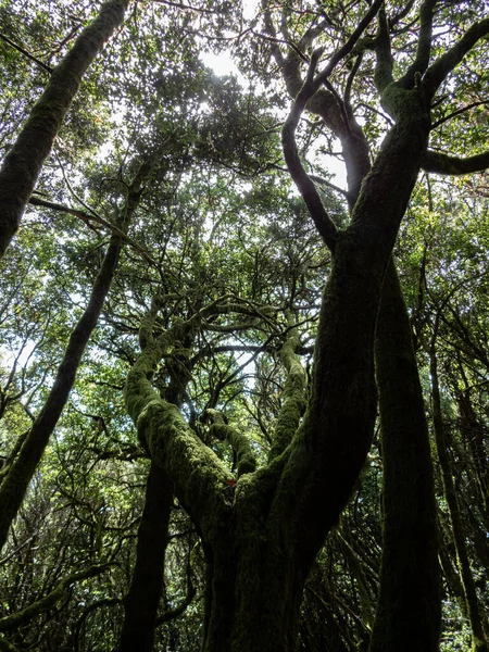 Uma Vista Natural Árvores Cobertas Musgo Sob Dia Ensolarado — Fotografia de Stock
