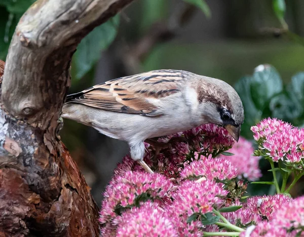 ピンクの花に散ったスズメのクローズアップ — ストック写真