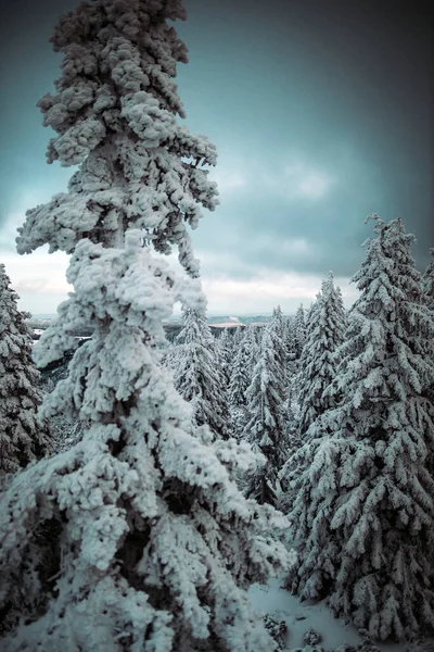 Çek Cumhuriyeti Krkonose Karla Kaplı Köknar Ağaçları Ile Güzel Bir — Stok fotoğraf