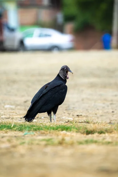 Condor Andin Noir Dans Parc Montanita Équateur — Photo