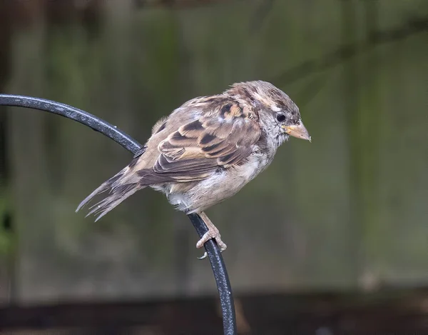 Gros Plan Oiseau Dunnock Perché Sur Une Tige Métal — Photo