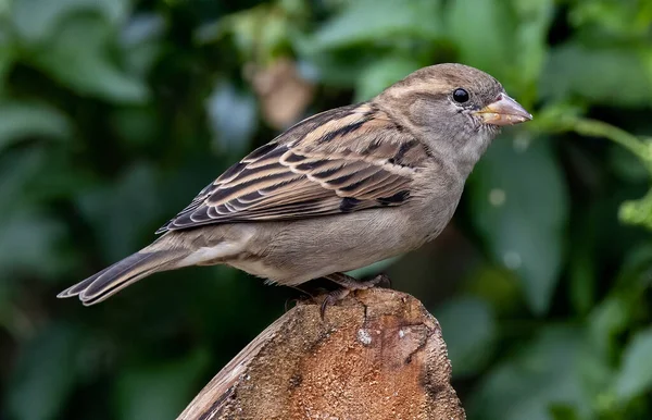 Closeup Shot Sparrow Bird Perched Rock — Stock Photo, Image