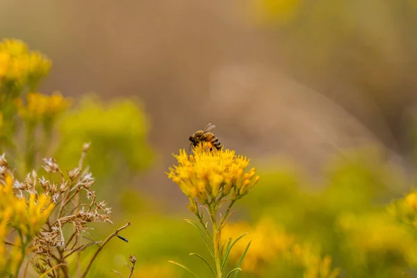 Крупный План Пчелы Жёлтом Цветке — стоковое фото