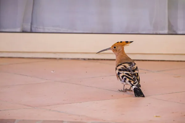 Mělké Ostření Záběru Eurasijské Hoopoe — Stock fotografie