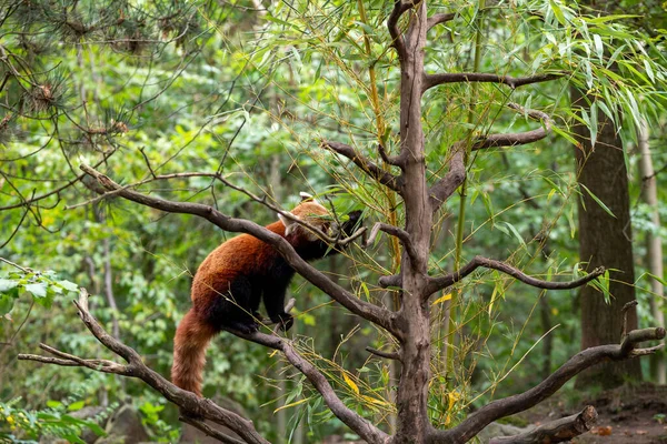 Detailní Záběr Menší Pandy Stromě Zoo Hannoveru — Stock fotografie