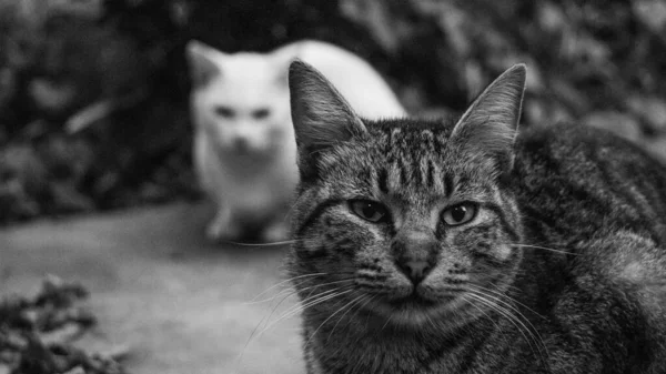 Eine Nahaufnahme Einer Gestreiften Tabby Katze Einem Garten — Stockfoto