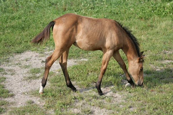 Primo Piano Cavallo Nel Campo — Foto Stock