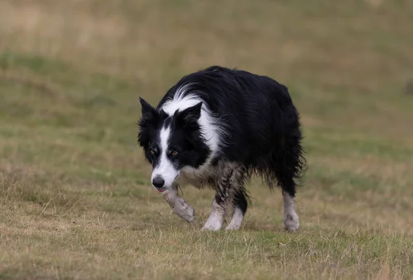 Cute Border Collie Park — Stock Photo, Image