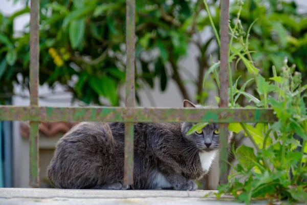 一只灰色的猫凝视着摄像机的特写镜头 — 图库照片