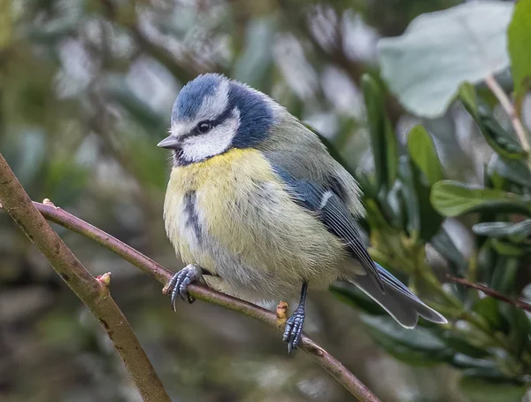 Small Eurasian Blue Tit Perched Tree — 스톡 사진