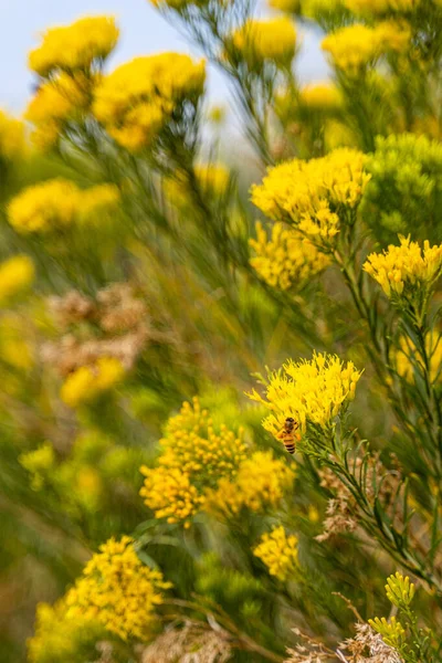 植物園の美しい黄色の花の垂直ショット — ストック写真