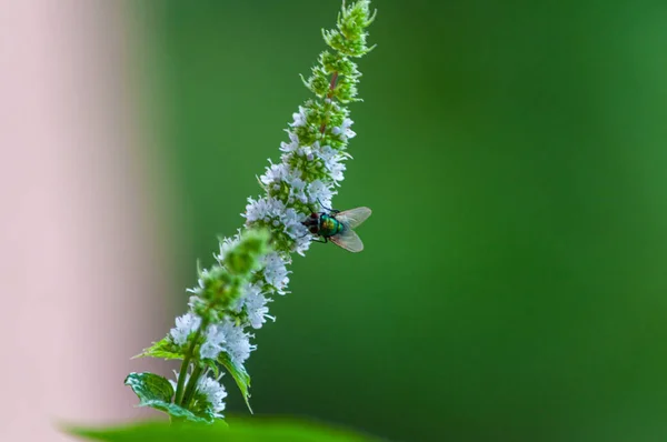 Closeup Shot Bee Mint Plant Blurred Background — Stock Photo, Image