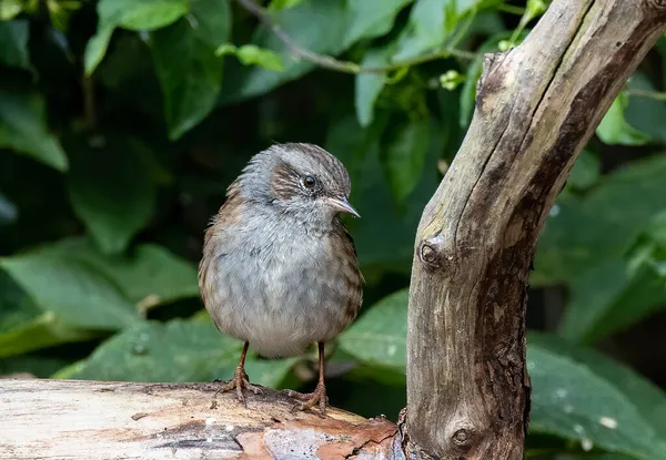 Een Close Shot Van Een Dunnock Vogel Neergestreken Een Tak — Stockfoto