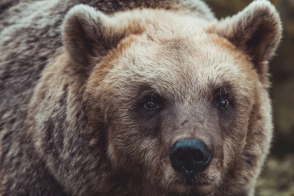 Close Shot Head Big Bear Wolf Bear Park Black Forest — Stock fotografie