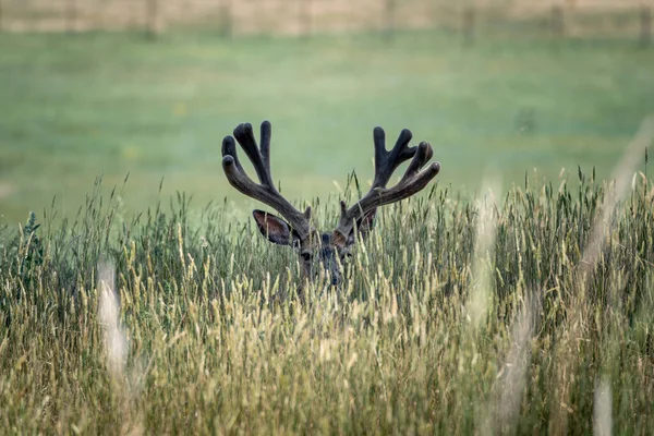 農業地帯で鹿が撃たれた — ストック写真