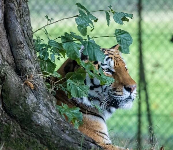 動物園の檻の中にいるトラ — ストック写真