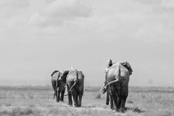 Manada Elefantes Caminhando Pela Grama — Fotografia de Stock