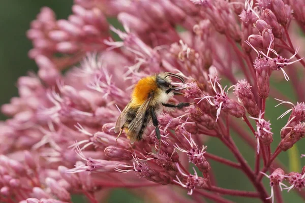Zbliżenie Zwykłej Pszczoły Bombus Pascuorum Siedzi Różowych Kwiatach Eupatorium Purpureum — Zdjęcie stockowe