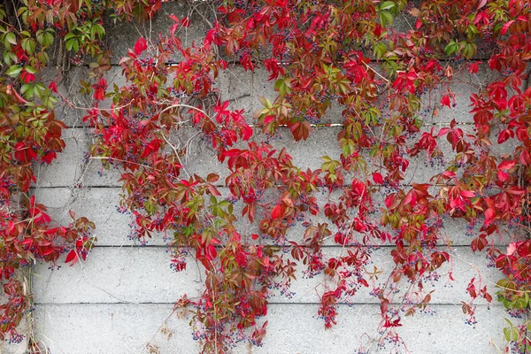 Red Virginia Creeper Leaves Grey Concrete Wall — Stock Photo, Image