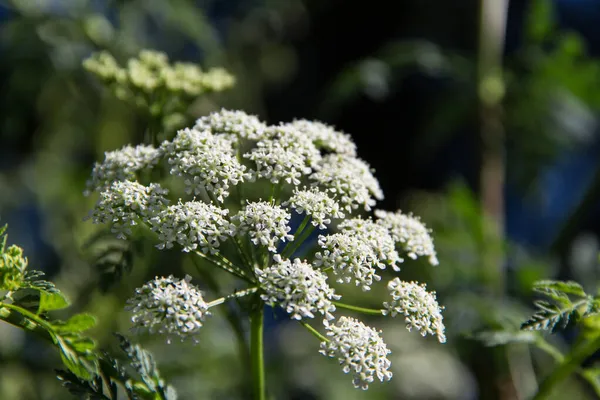 Fioritura Pianta Cicuta Estate Giardino — Foto Stock