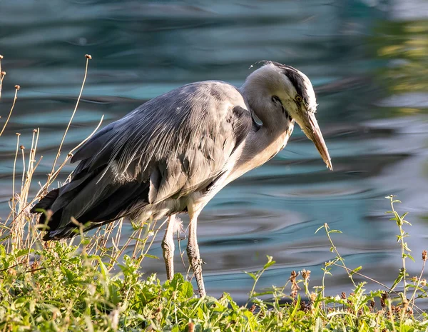 Grande Pássaro Garça Cinza Empoleirado Margem Lago — Fotografia de Stock