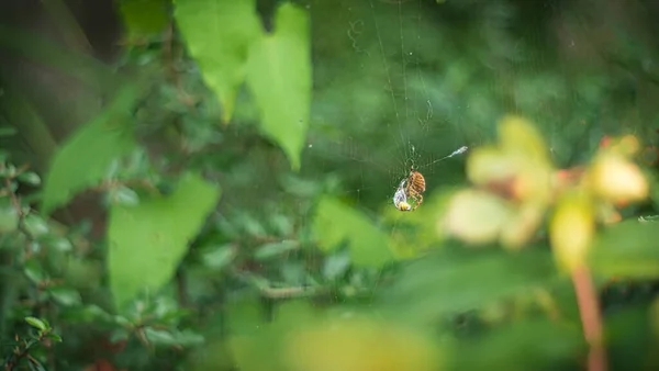 蜘蛛网上的蜘蛛在模糊的背景上 — 图库照片
