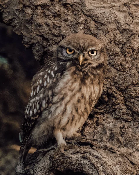 一只美丽的野生猫头鹰站在一棵树上 聚精会神地看着他的近照 — 图库照片