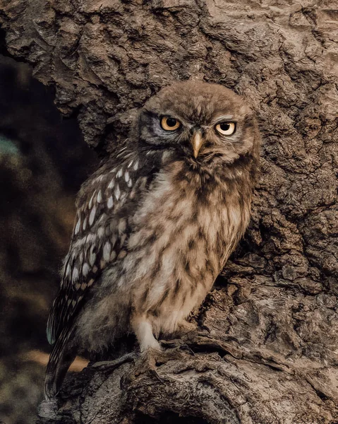 Tiro Perto Uma Bela Coruja Selvagem Uma Árvore Olhando Foco — Fotografia de Stock