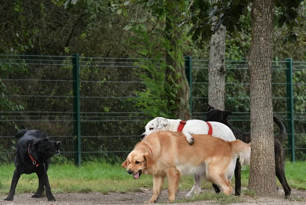 Grupo Cuatro Perros Descansando Parque —  Fotos de Stock