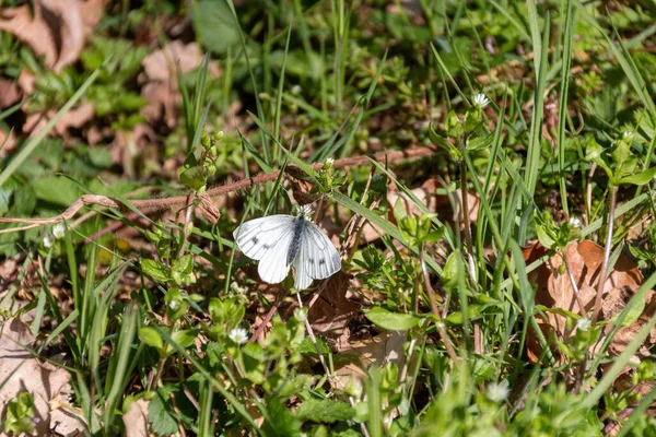 Tiro Seletivo Uma Pequena Borboleta Branca Repolho Pieris Rapae Uma — Fotografia de Stock