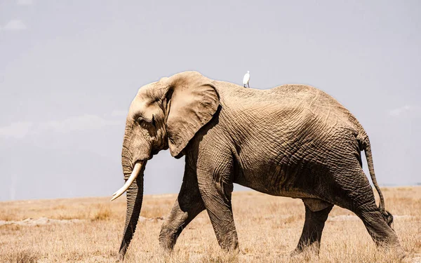Uma Vista Elefante Caminhando Pela Grama — Fotografia de Stock