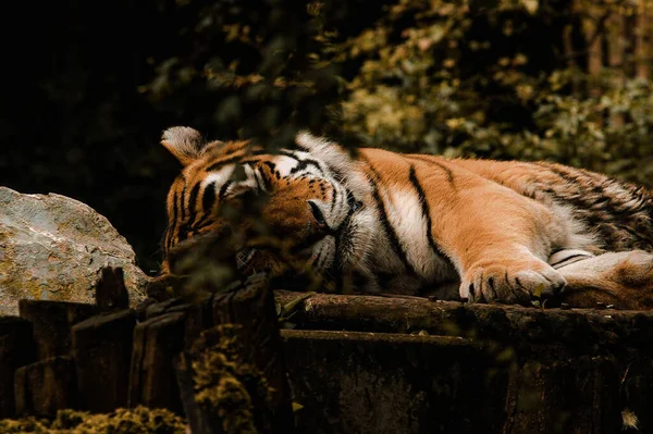 Μια Τίγρης Που Αναπαύεται Στο Ζωολογικό Κήπο Πάνω Μαύρο Φόντο — Φωτογραφία Αρχείου
