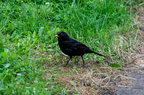 草の間の地面に黒い鳥のクローズアップショット — ストック写真