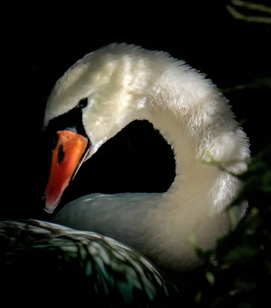 Primer Plano Hermoso Cisne Morris Arboretum Universidad Pennsylvania — Foto de Stock