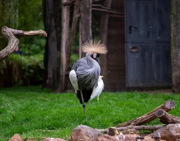 Ένα Κοντινό Πλάνο Ενός Χαριτωμένου Πουλιού Γερανού Στο Ζωολογικό Κήπο — Φωτογραφία Αρχείου