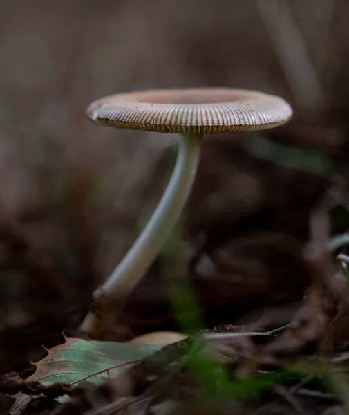 Primer Plano Vertical Hongo Amanita Fulva — Foto de Stock