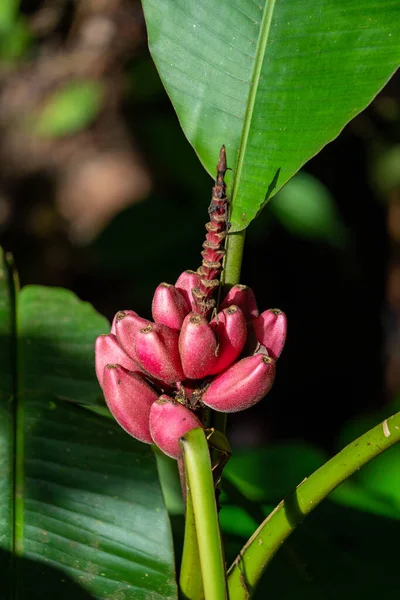 Plátano Rojo Selva Amazónica Ecuador —  Fotos de Stock