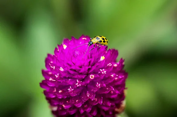 Zbliżenie Psyllobora Vigintiduopunctata Gomphrena Globosa Polu Zamazanym Tle — Zdjęcie stockowe