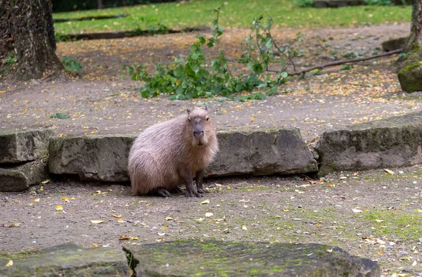 Zbliżenie Małego Słodkiego Świstaka Zoo Hanowerze — Zdjęcie stockowe