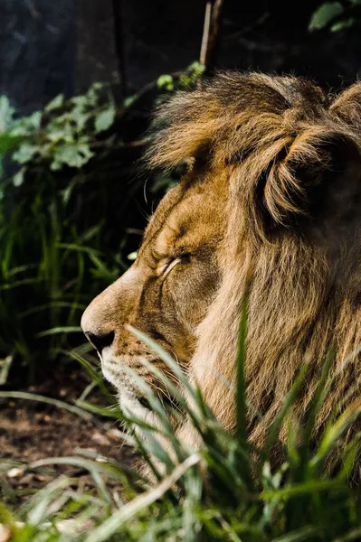 Vertical Shot Sleeping Lion Blurred Grass — Stock Photo, Image