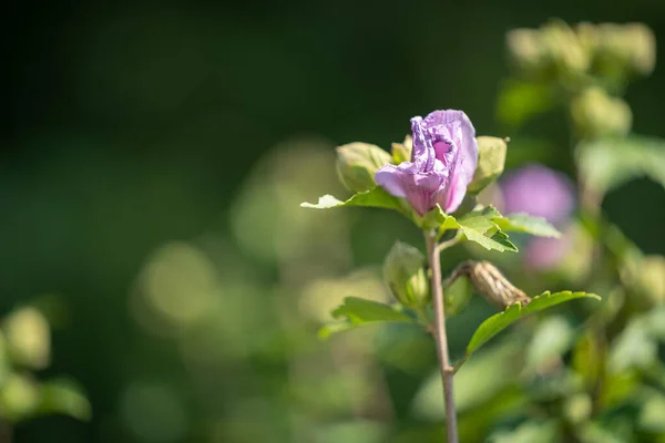 在绿色的背景下 在花园里生长着一朵正在凋零的紫色芙蓉花 这是一张特写照片 — 图库照片