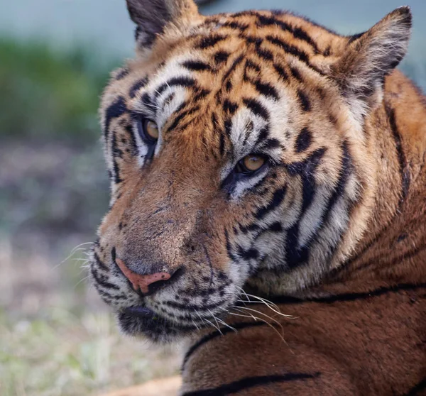 Seletivo Tigre Real Bengala Descansando Natureza — Fotografia de Stock