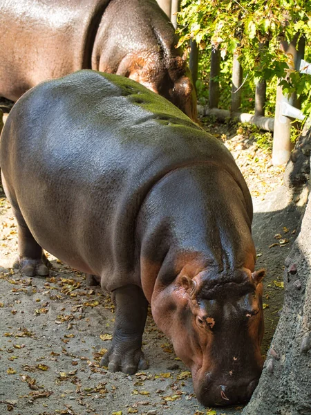 Hipopótamo Kansas City Zoo Kansas City Missouri — Fotografia de Stock
