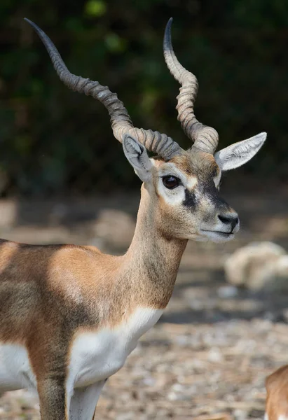 Une Sélection Une Antilope Dans Zoo — Photo